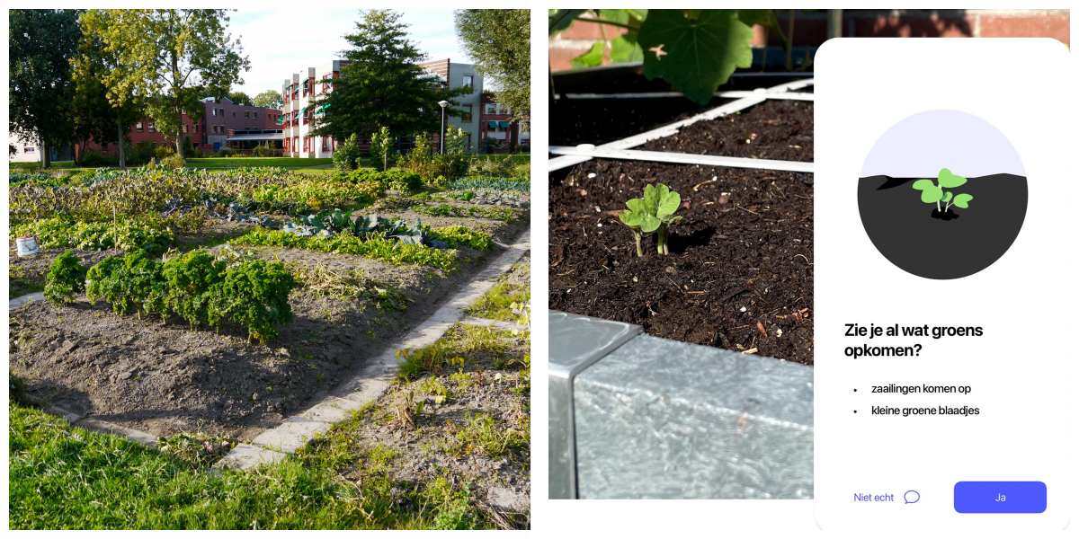 links: moestuinieren in een volkstuin moet je echt leren, rechts: de Makkelijke Moestuin-app helpt je bij elke stap