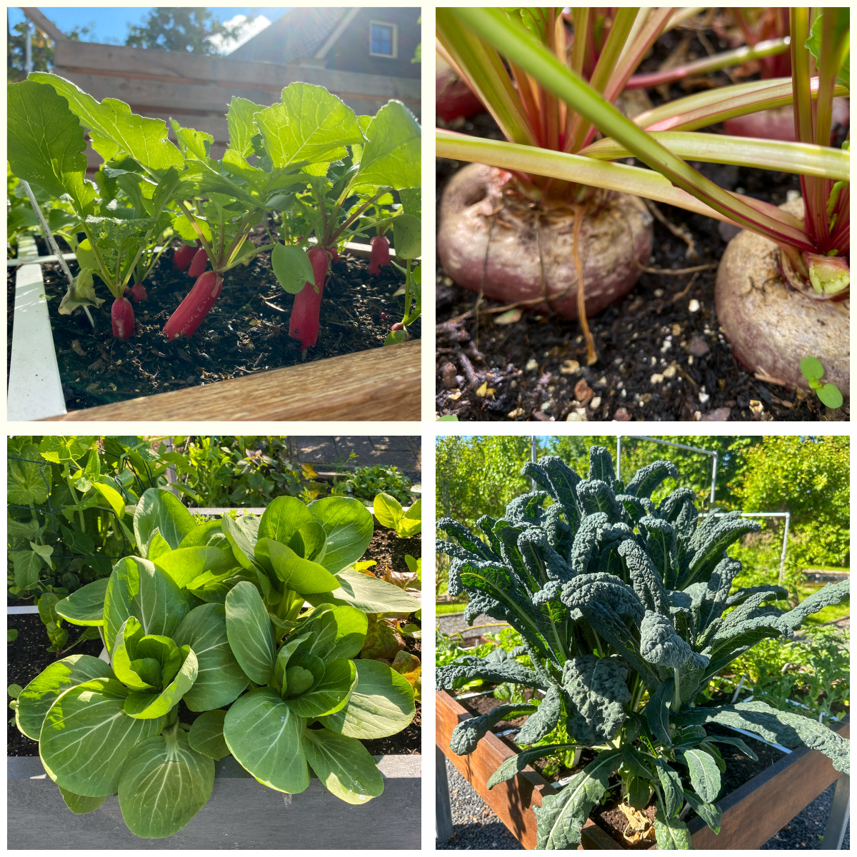 In een vak van 30x30 cm passen 16 Franse radijsjes, 9 chioggia bieten, 4 paksoi en 1 palmkool