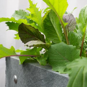 MM-hero 8 vakken (66x126 cm) - met waterreservoir