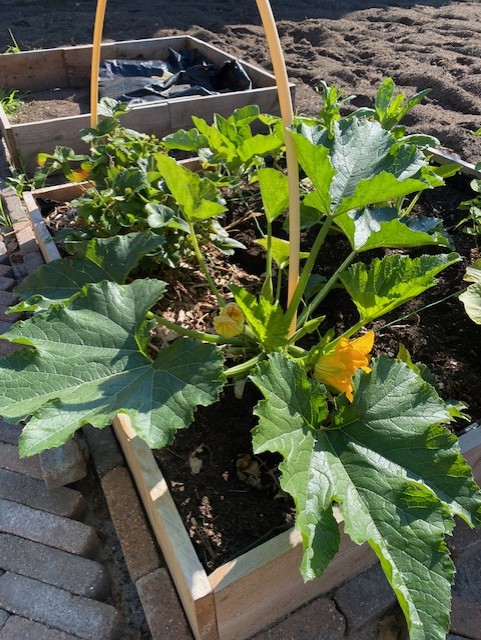 courgette-MM-.jpg