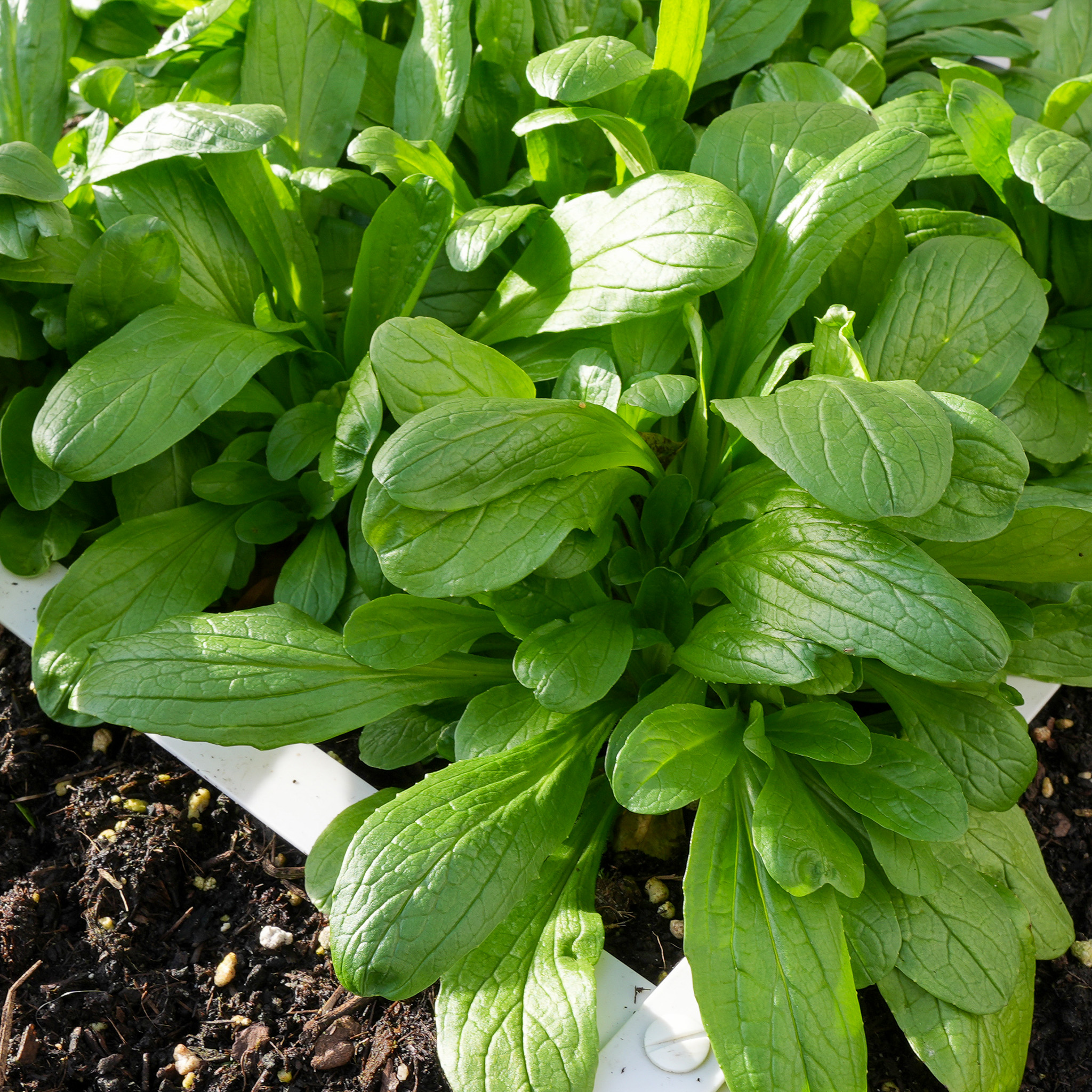 【P12152】20枚 Veldsla zaden voor Makkelijke Moestuin | Makkelijke Moestuin