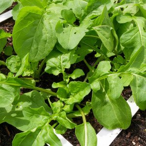 Rucola
