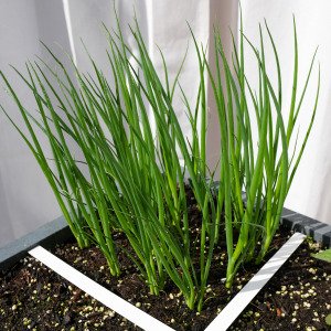 Lente-ui