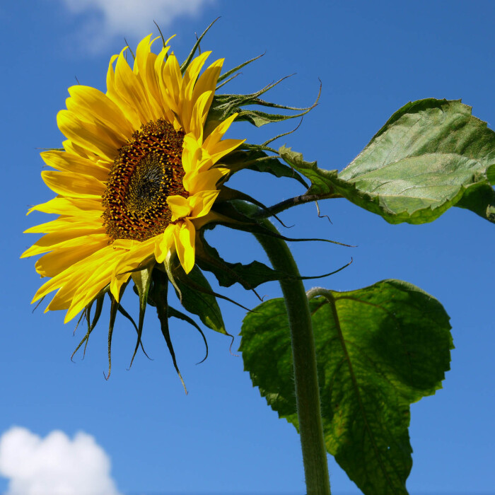 Zonnebloem