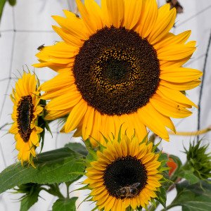 Mini zonnebloem