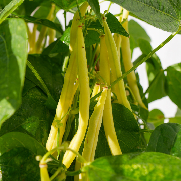 Boterboontjes