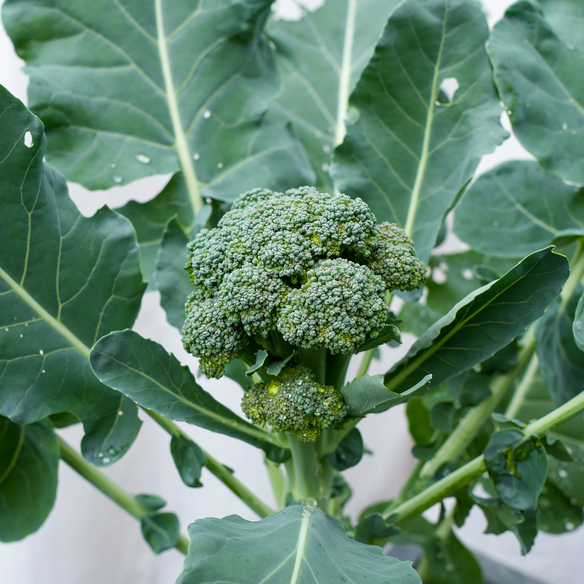 01-_0002_Baby-brocolli.JPG.jpg