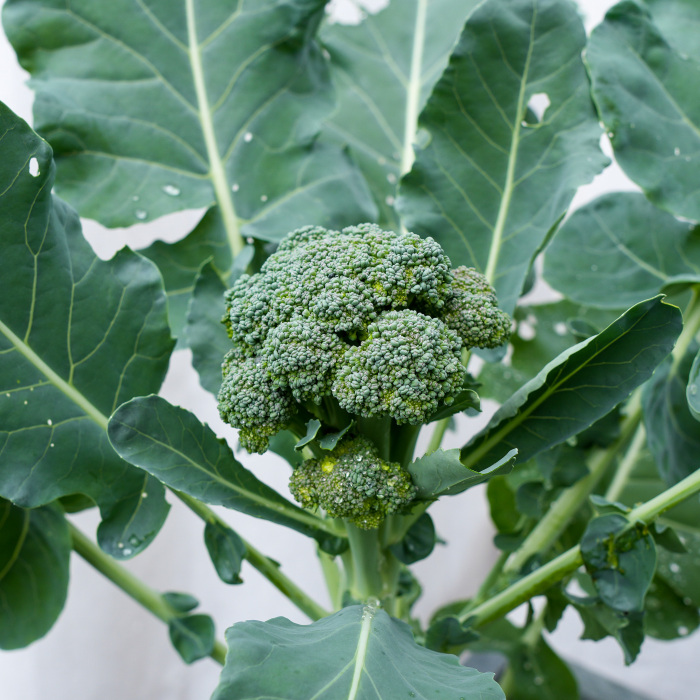 Baby broccoli