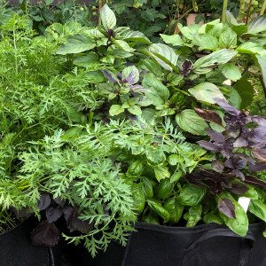 Basilicum mix