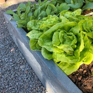 MM-hero 8 vakken (66x126 cm) - met waterreservoir + startpakket