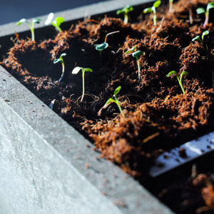 Makkelijke Moestuin Kokosmix 80L