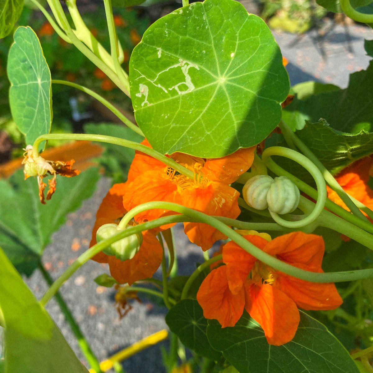 OostIndische kers zaaien en kweken Makkelijke Moestuin