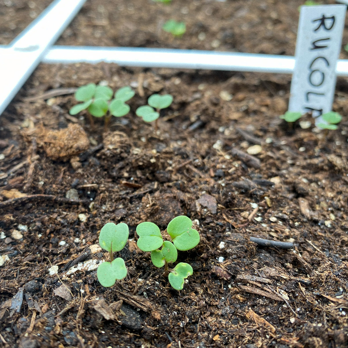 Arugola seedlings in the Planty Garden