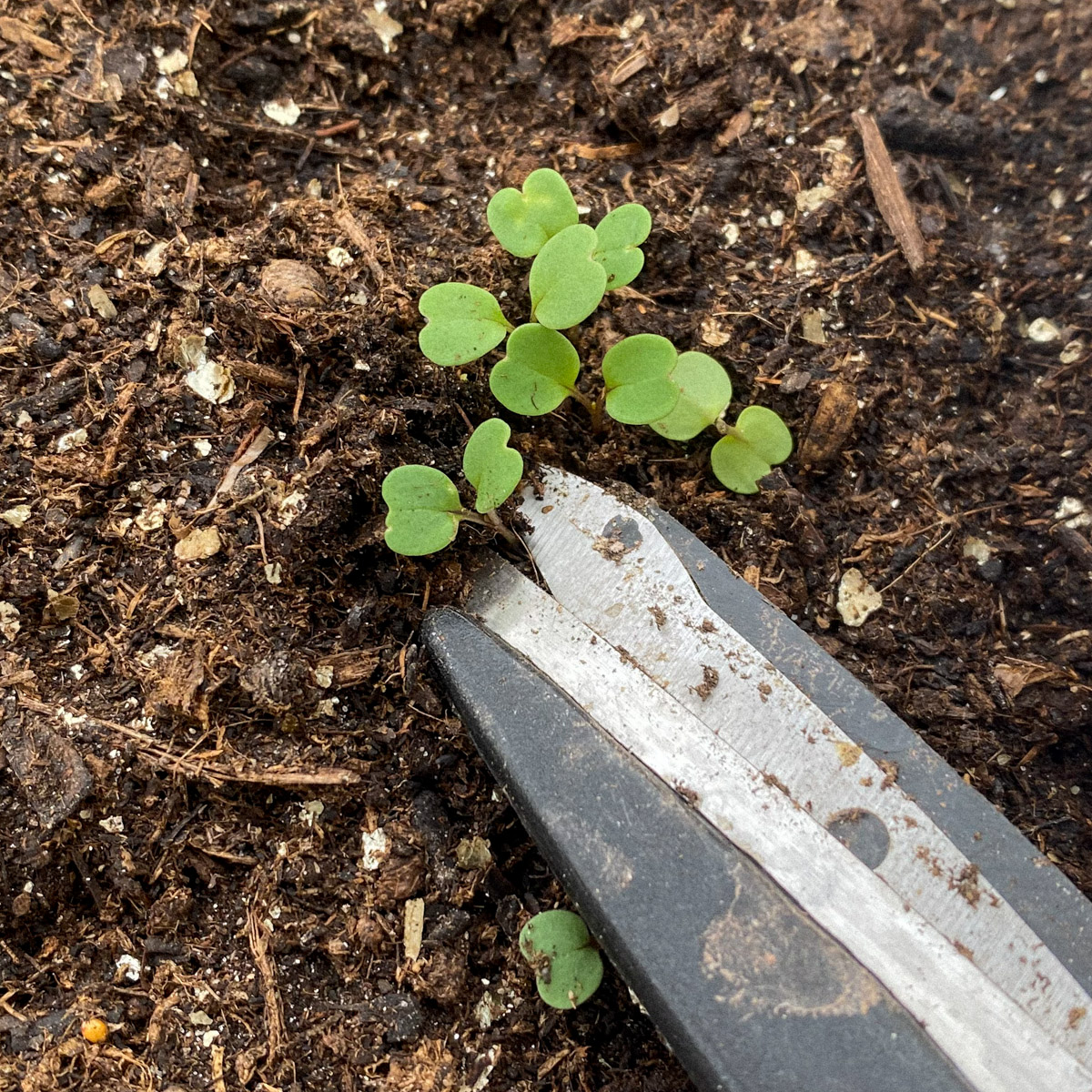 Thin seedlings so they no longer compete with each other