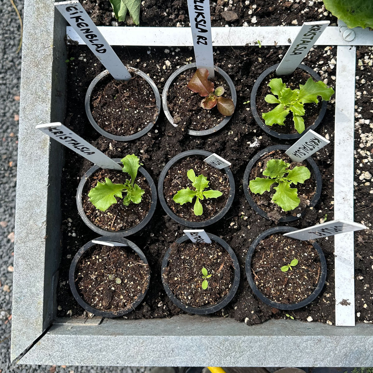 Negen voorgezaaide plantjes in een vak.