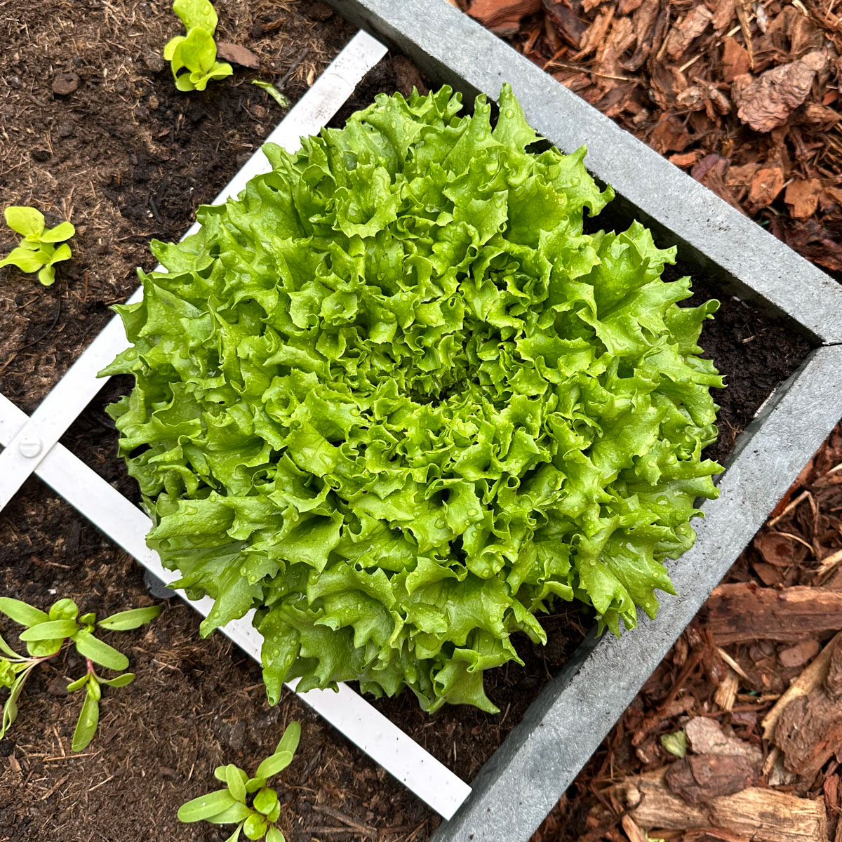 Grote groene Batavia plant