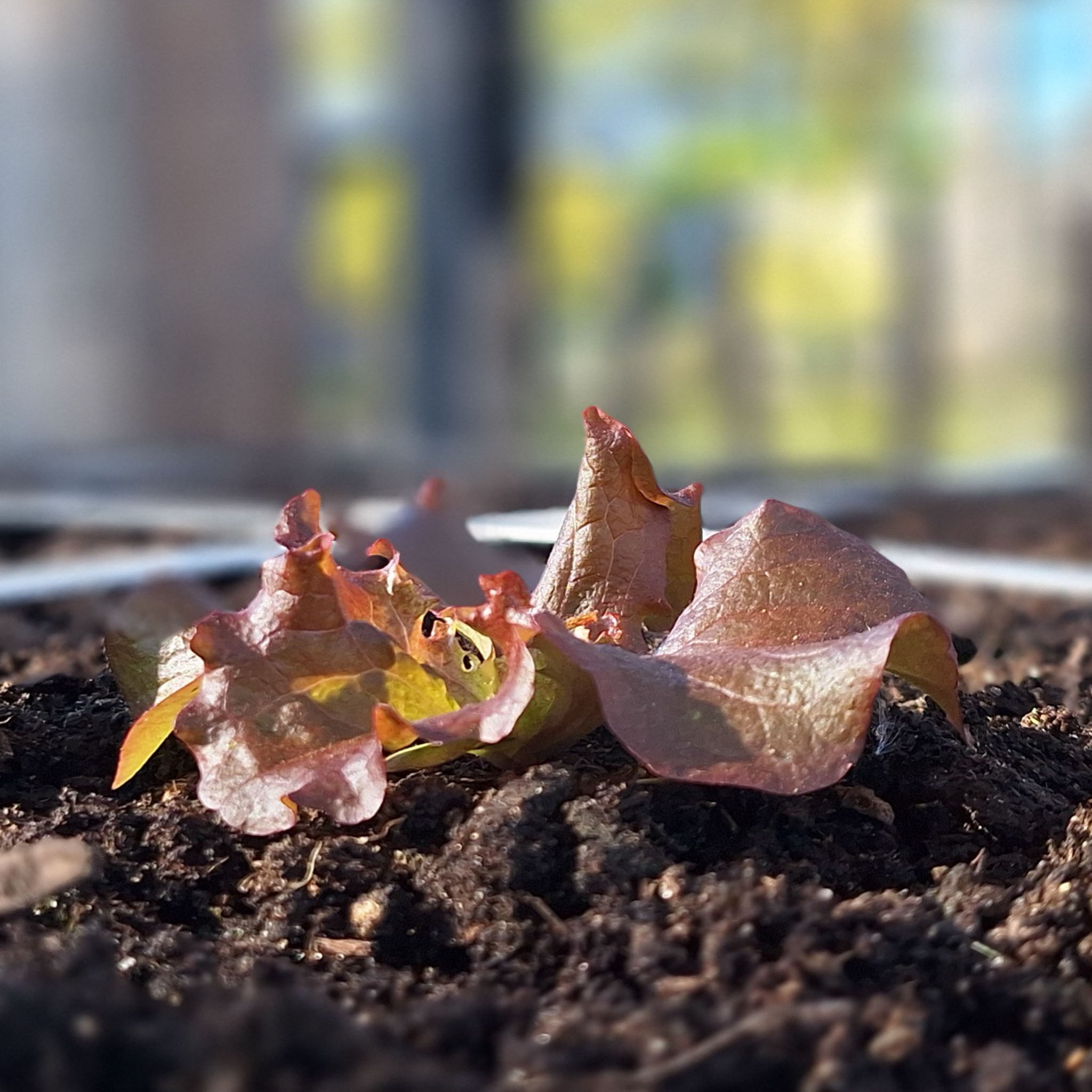 Net uitgeplante roodgroene pluksla. 