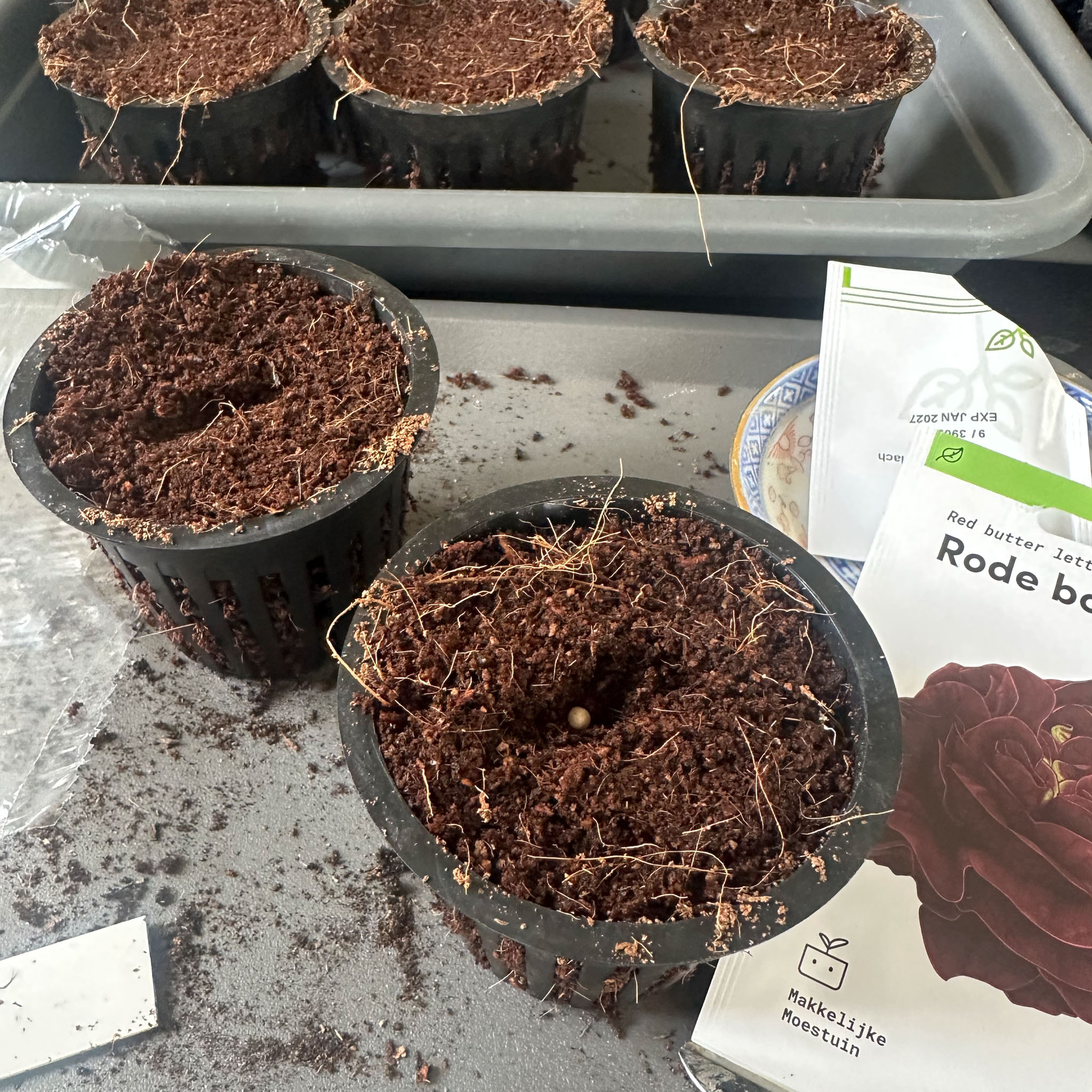 Red lettuce seed in MM coconut seed-starting mix.