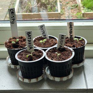 MM coconut seed-starting mix