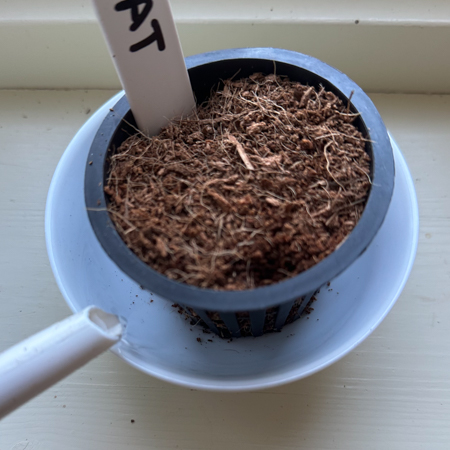 Potjes met tomatenzaadjes op de vensterbank