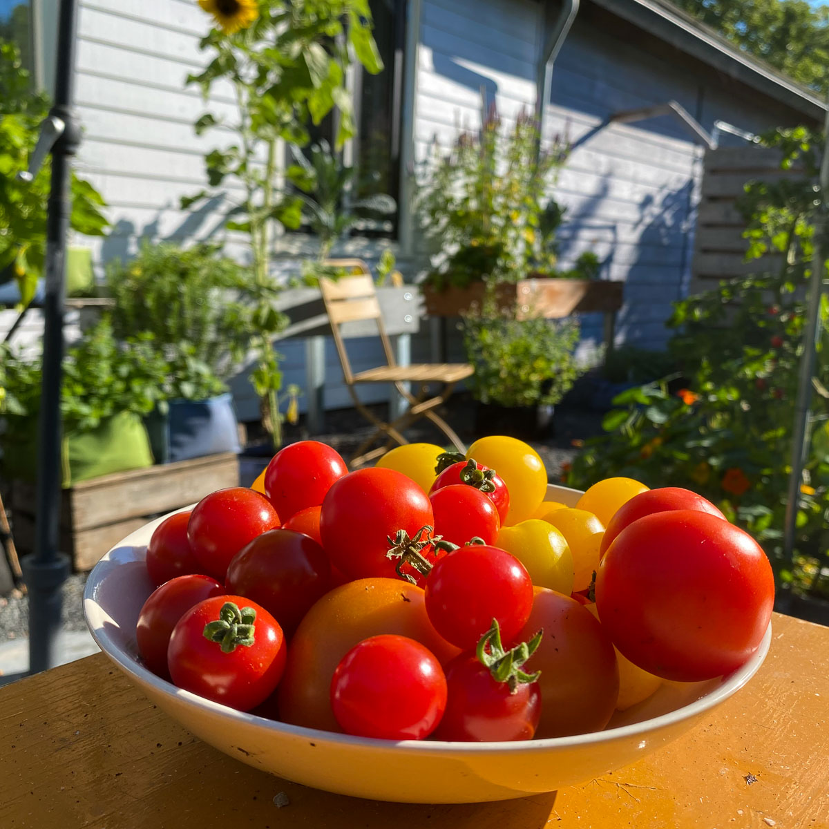 Begin augustus: tomaten oogsten in de Makkelijke Moestuin