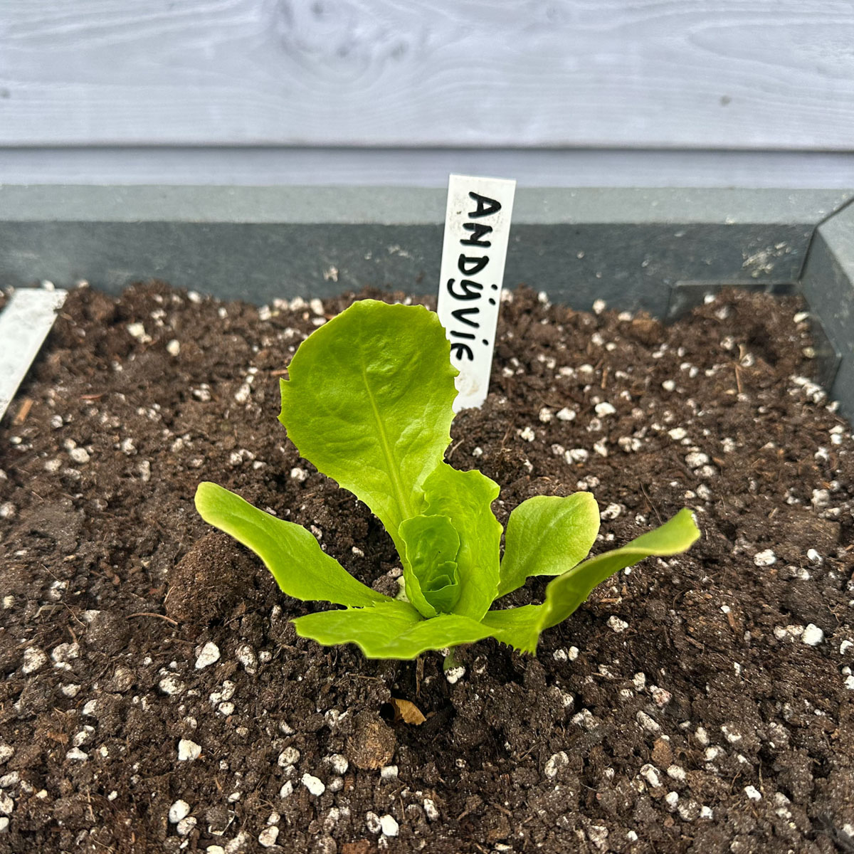 Newly planted Summer endive