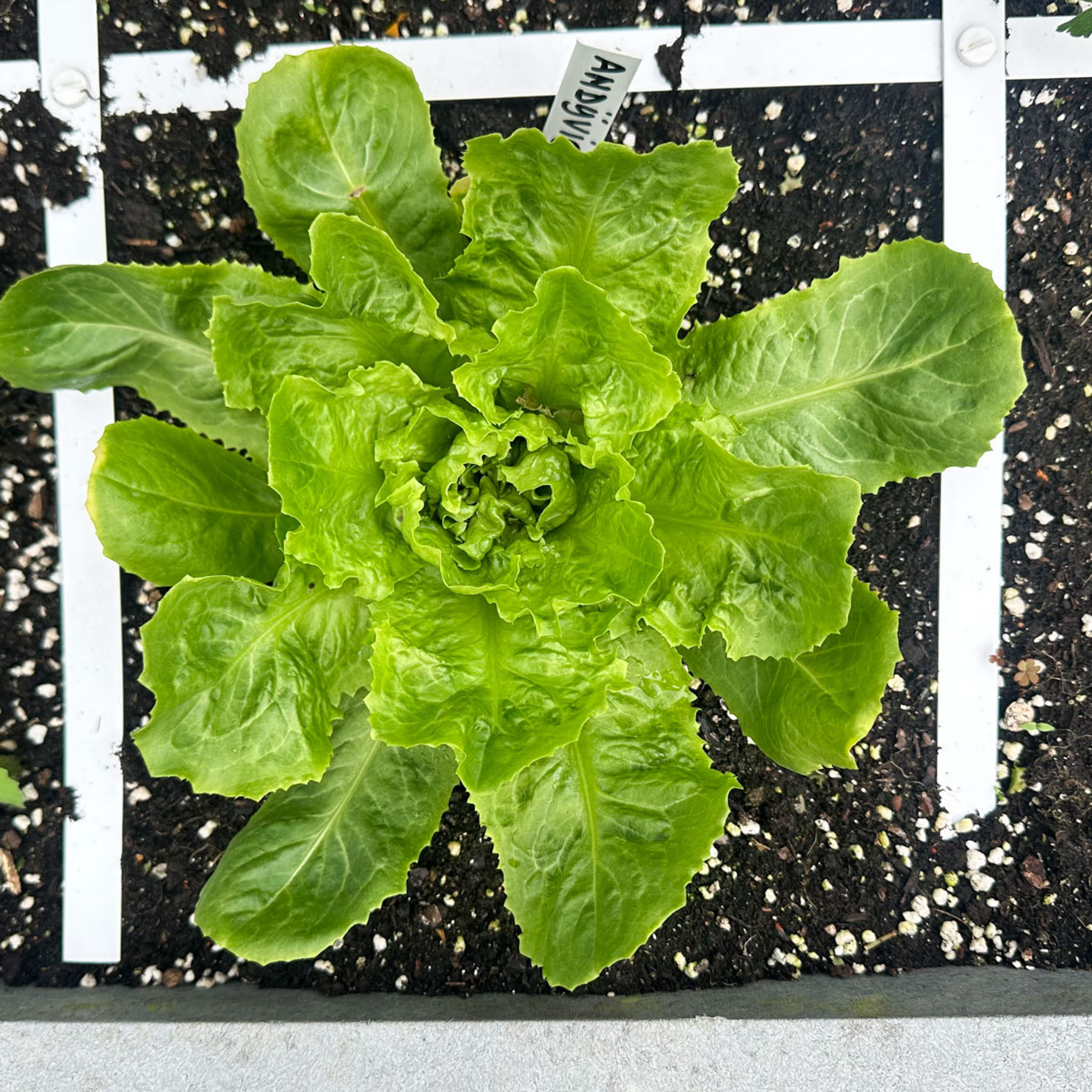 Head of Summer endive: 5 to 6 weeks after sowing.