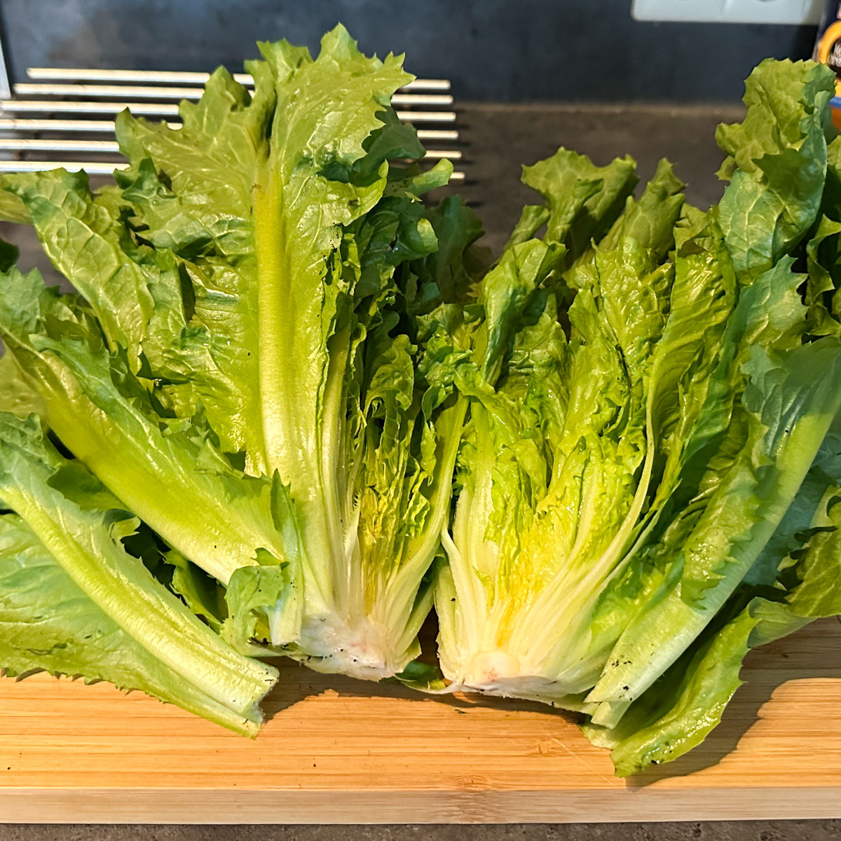 1 head of Makkelijke Moestuin Summer endive: more than enough for a generous meal.