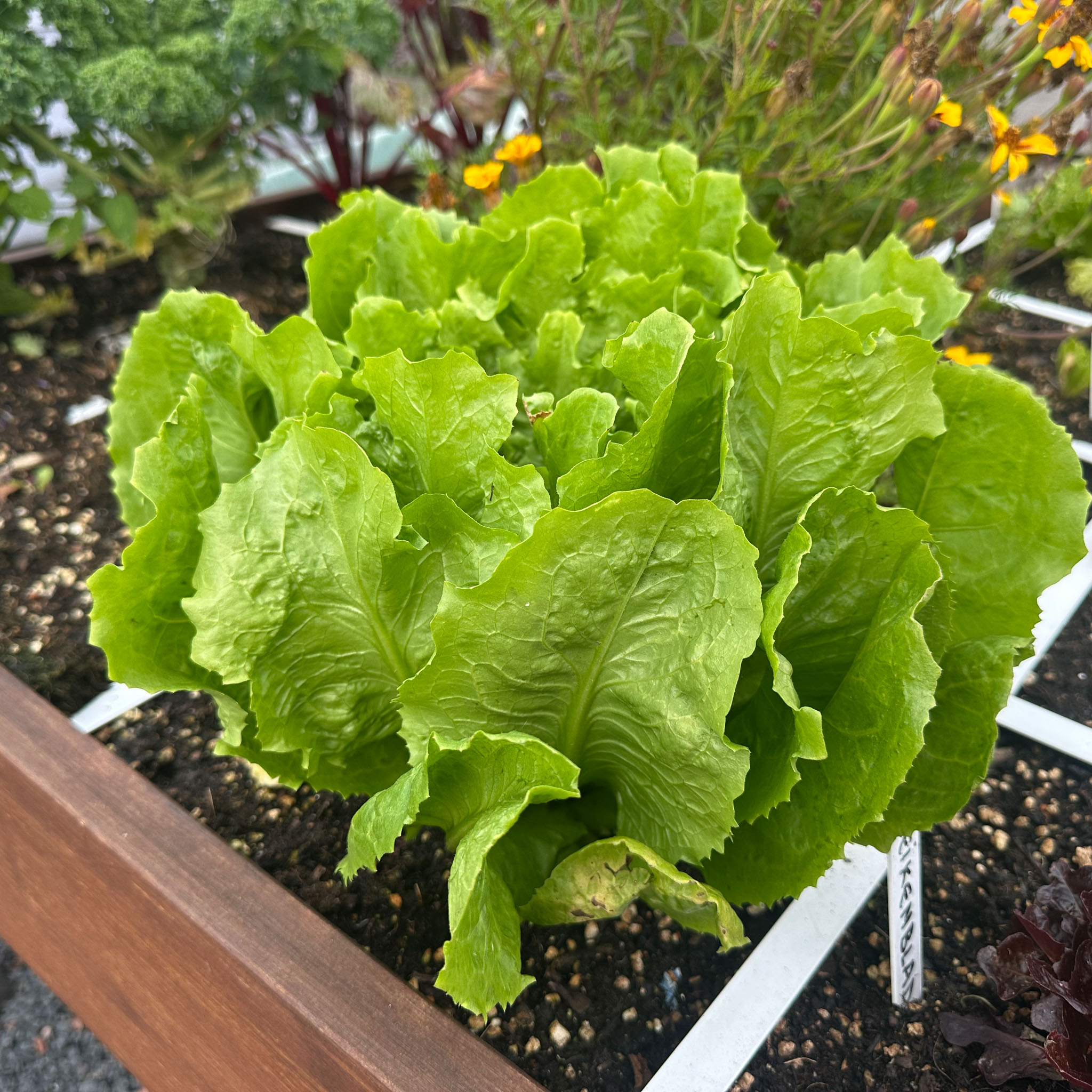 Summer endive in late autumn.