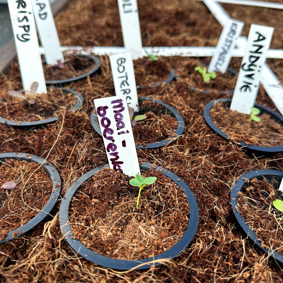 9 potjes met voorgezaaide plantjes in een vak