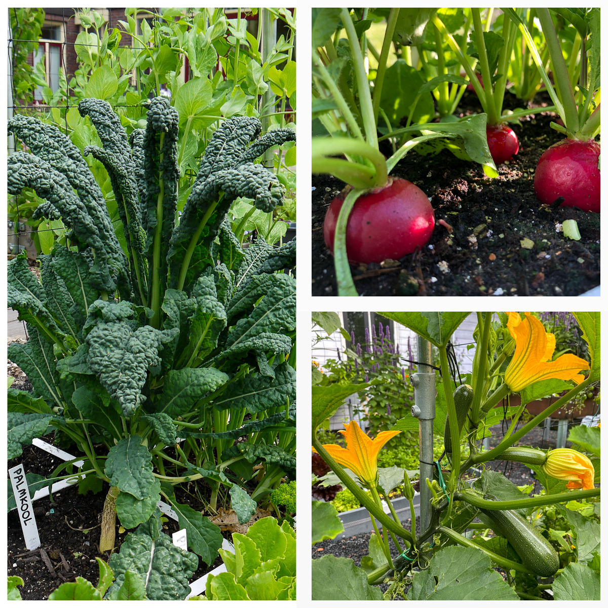 Palmkool, reuzenradijs en klimmende courgette nemen maar weinig ruimte in maar geven veel oogst. 