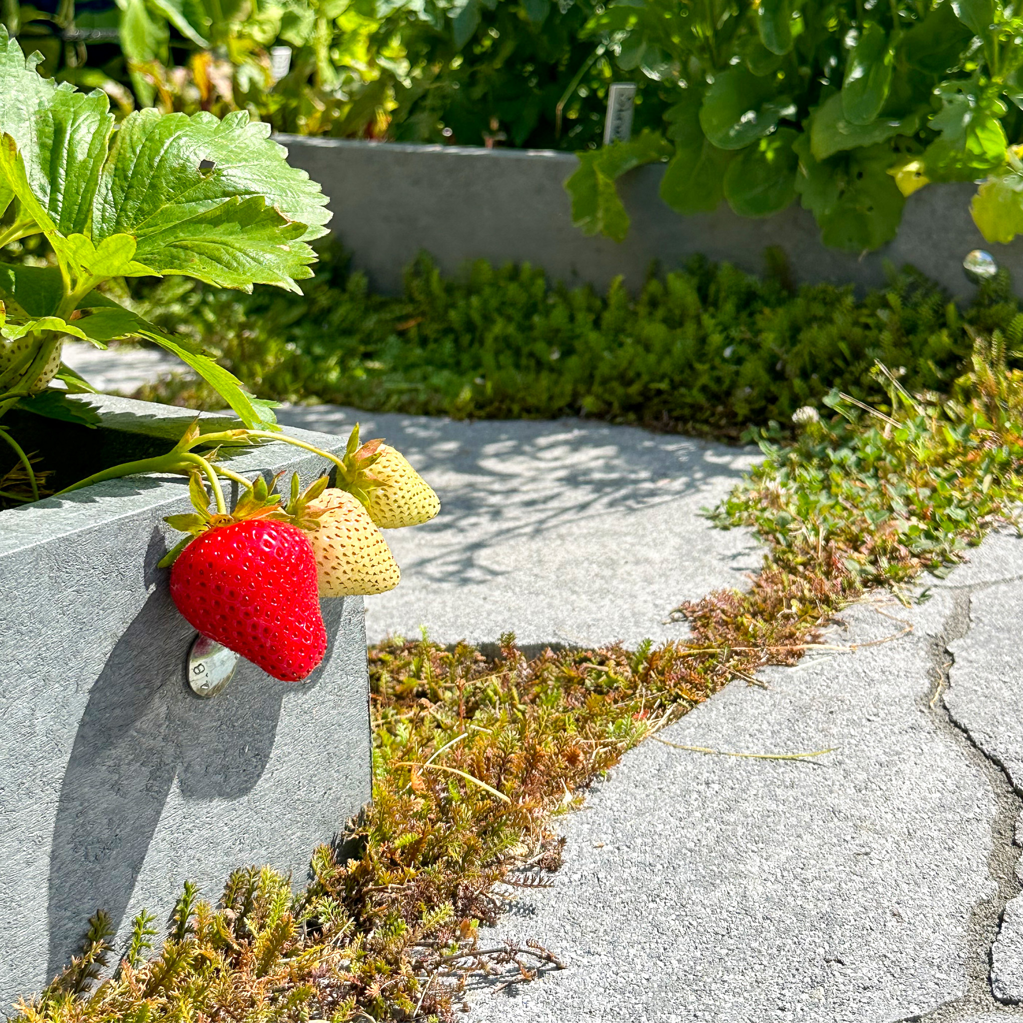 Aardbeien in een Makkelijke Moestuin Airbak