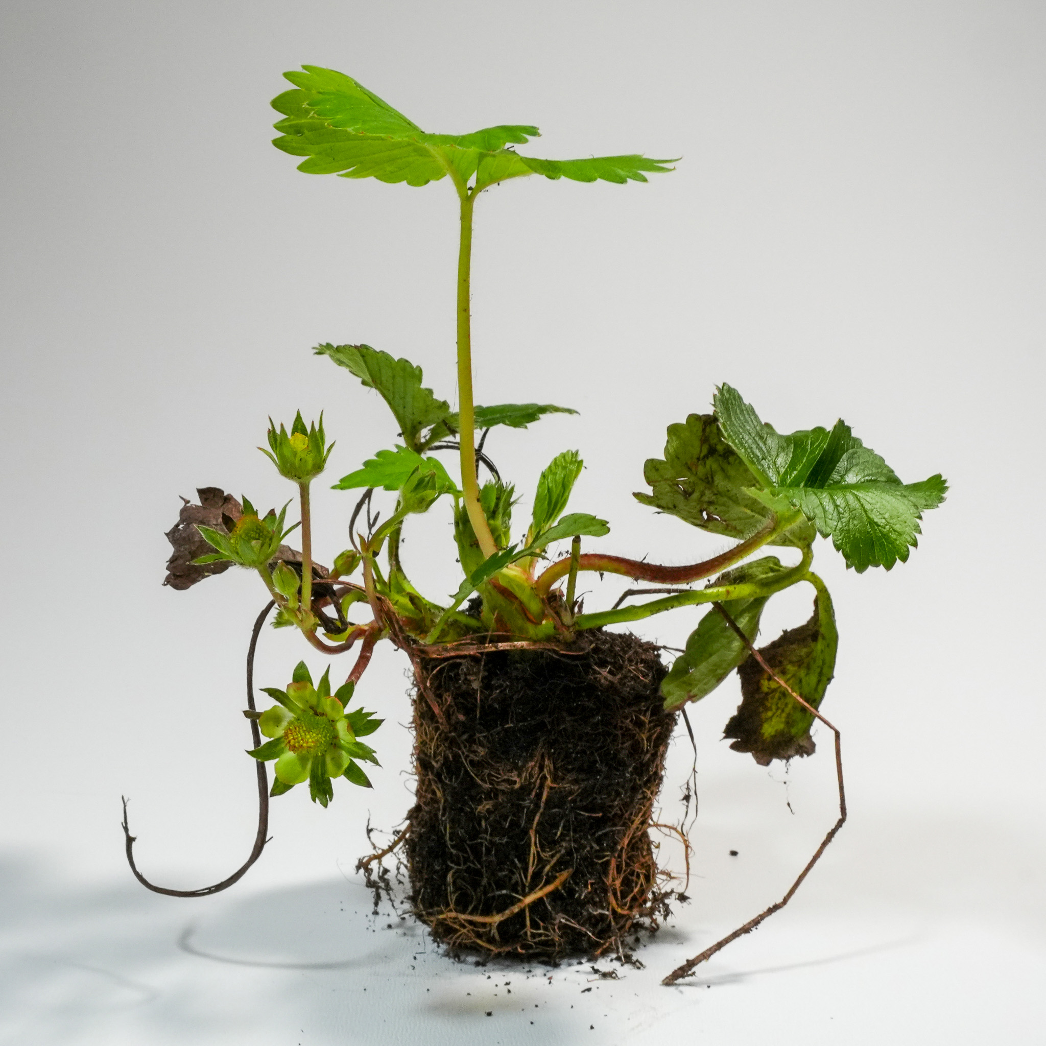 We leveren de Makkelijke Moestuin aardbeienplantjes in setjes van twee