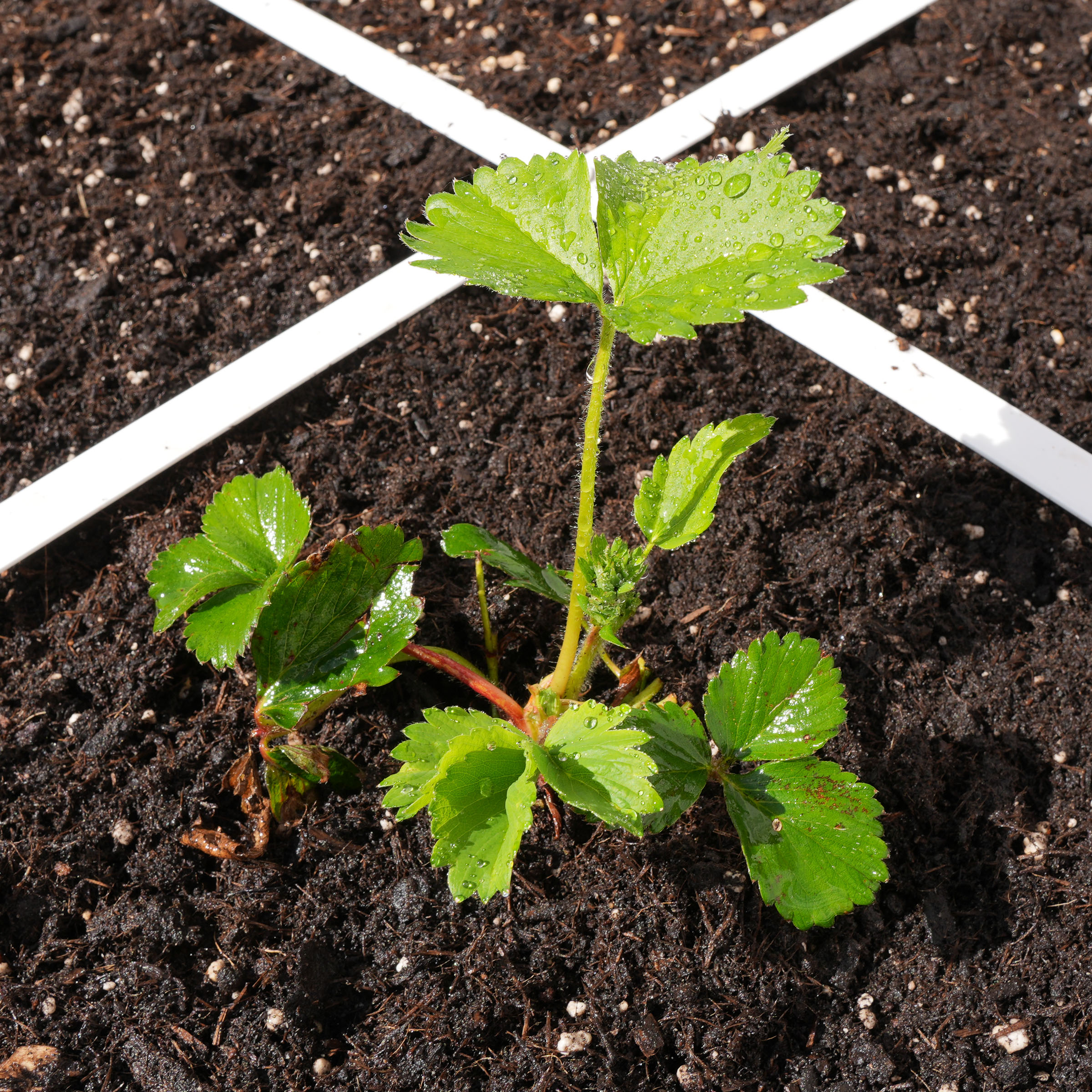 Net geplant aardbeienplantje