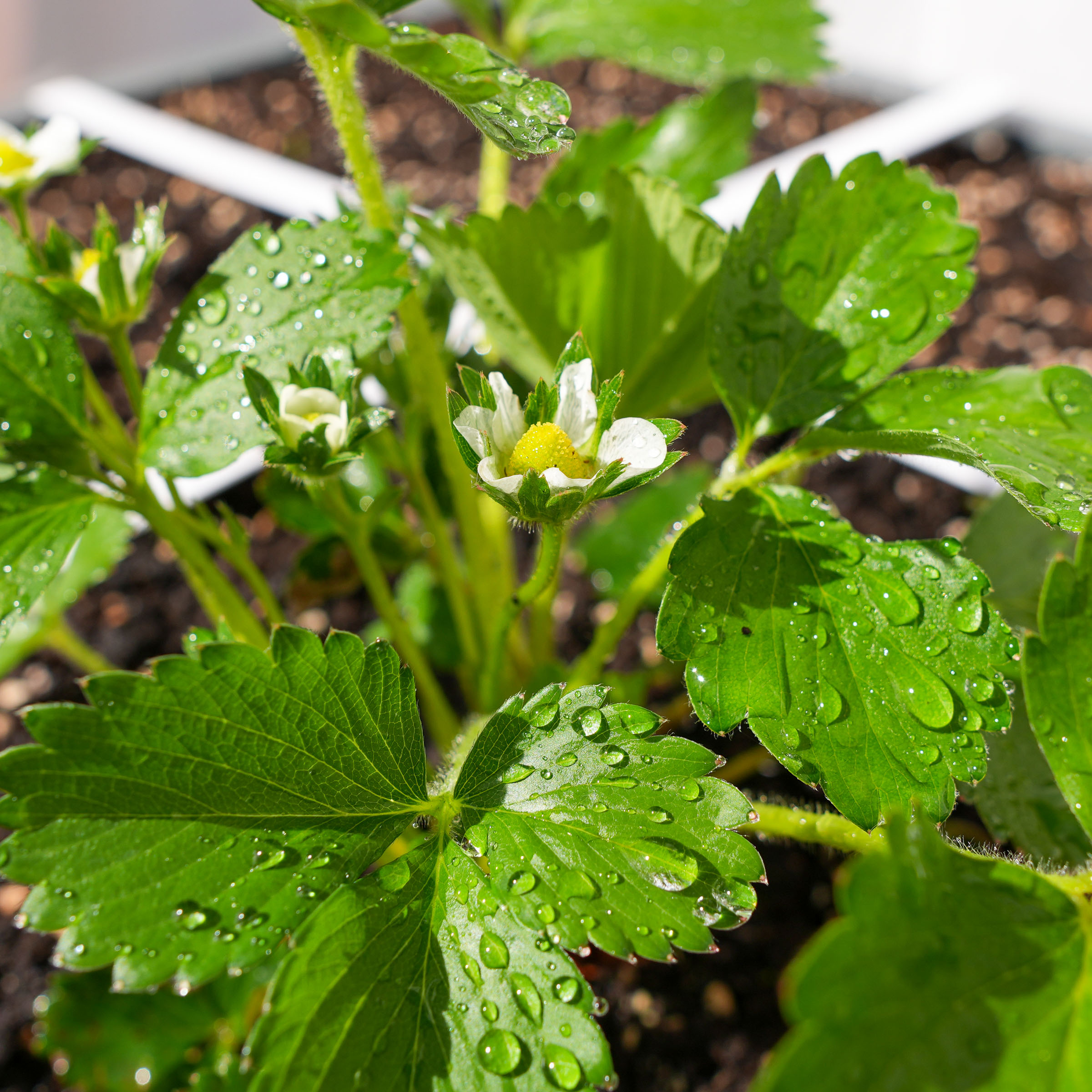 Bloeiende aardbeiplant en eerste vruchten zichtbaar