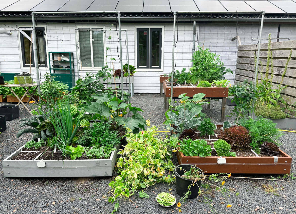 Vakken in je moestuinbak leeg-geoogst? Dan zet je er meteen weer iets nieuws in. 
