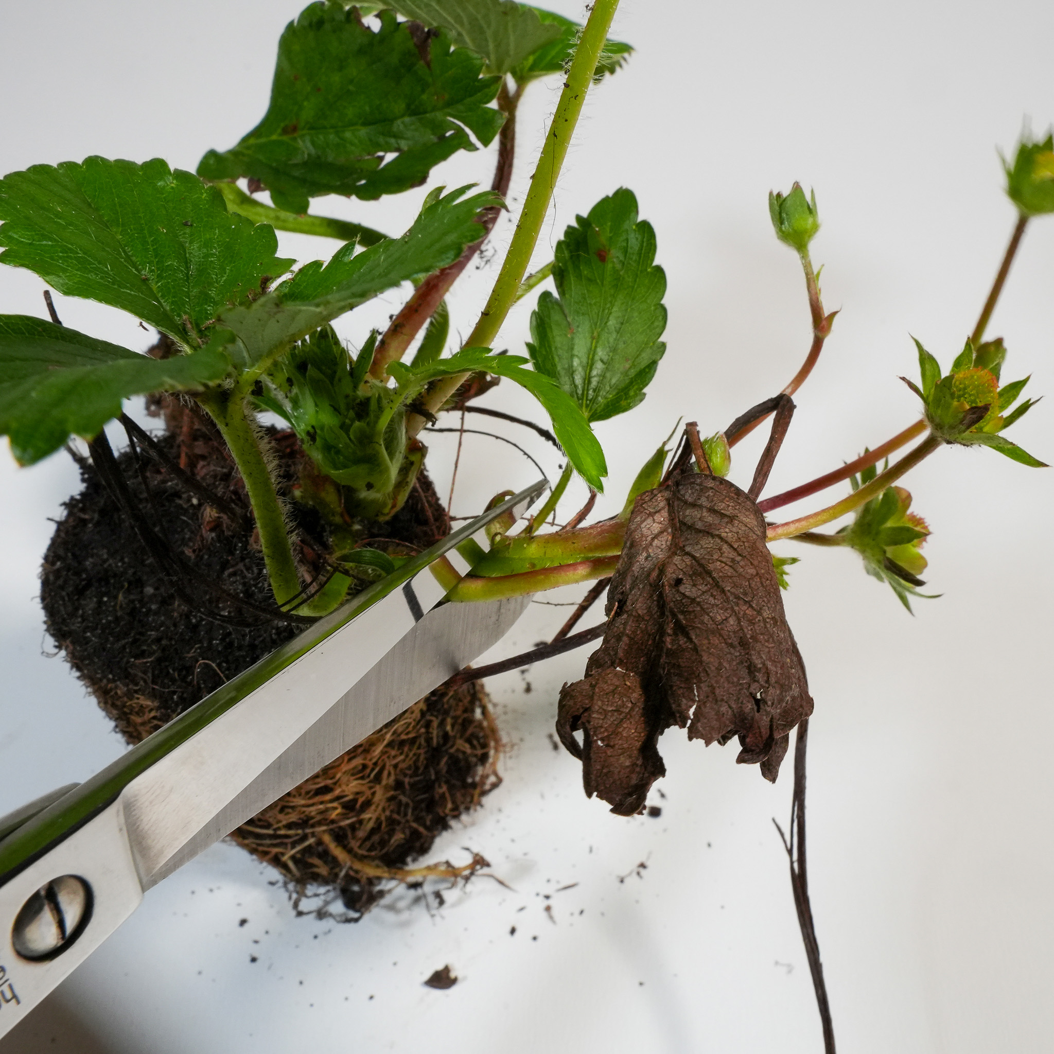 Maak de wortelkluiten van aardbeien voor het planten goed nat in een kom met water