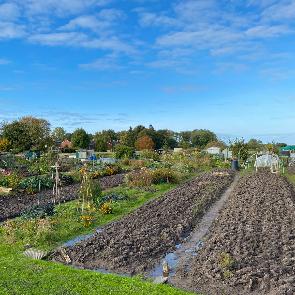 Volkstuinen begin november: omspitten voor het volgende voorjaar