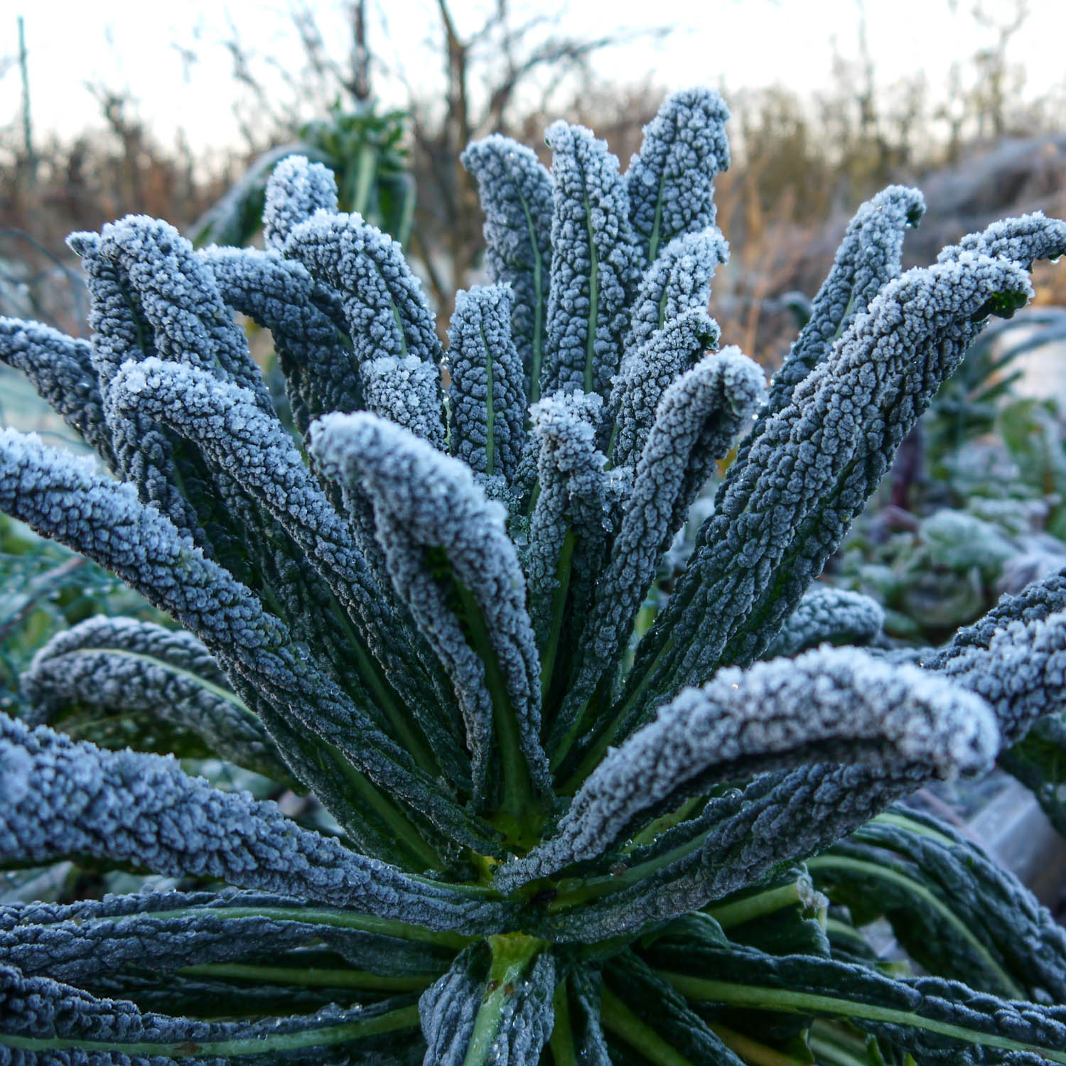 Palmkool in de winter