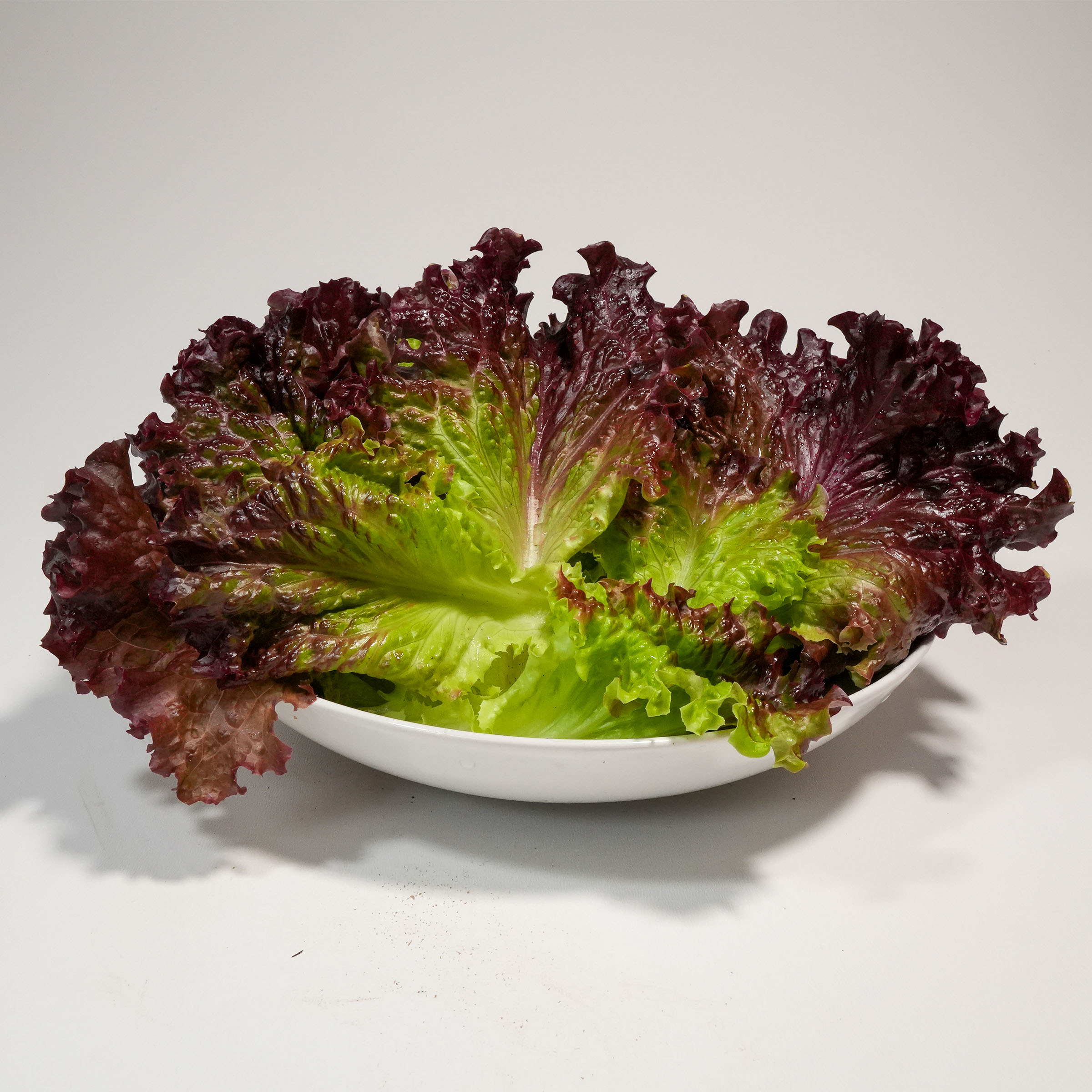 Roodgroene pluksla