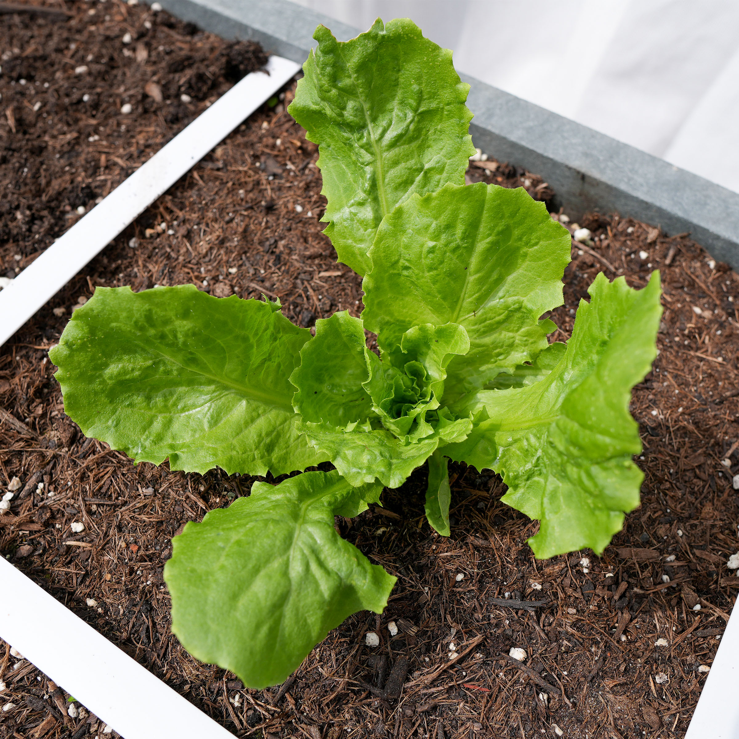 Summer endive
