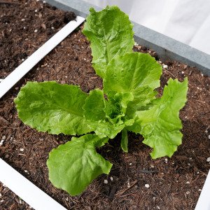 Summer endive
