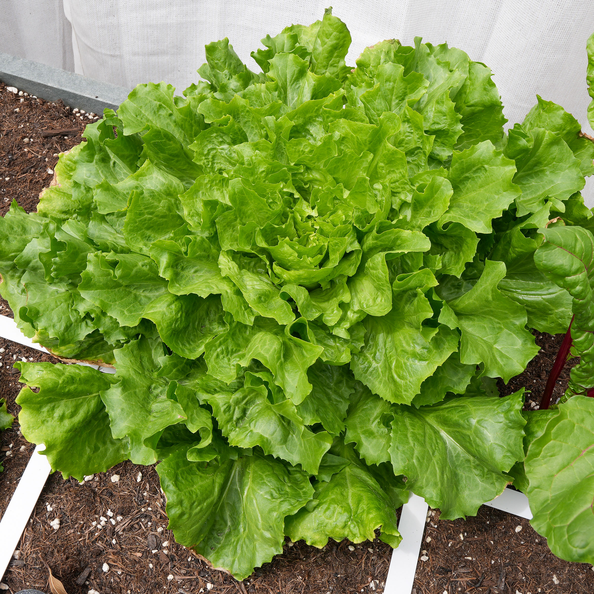Summer endive