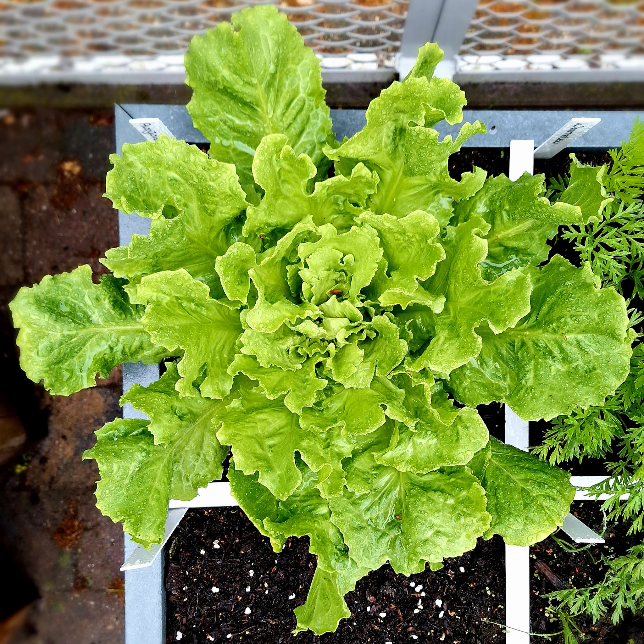 Summer endive