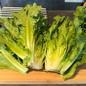 Summer endive