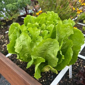 Summer endive