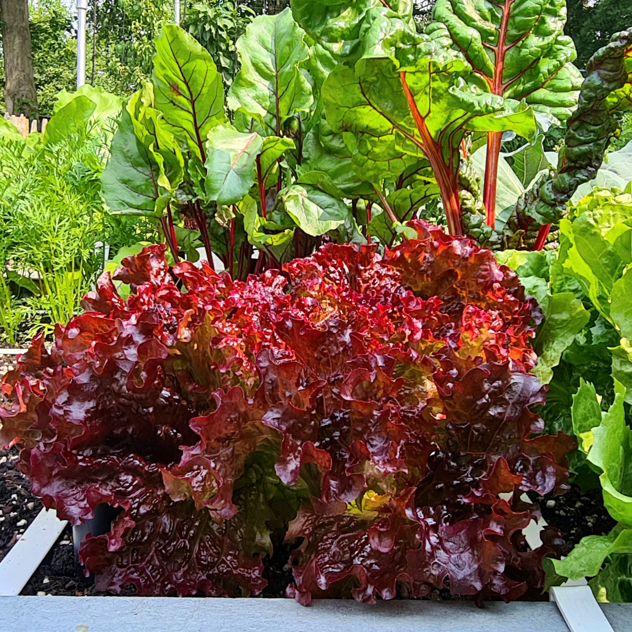 Roodgroene pluksla