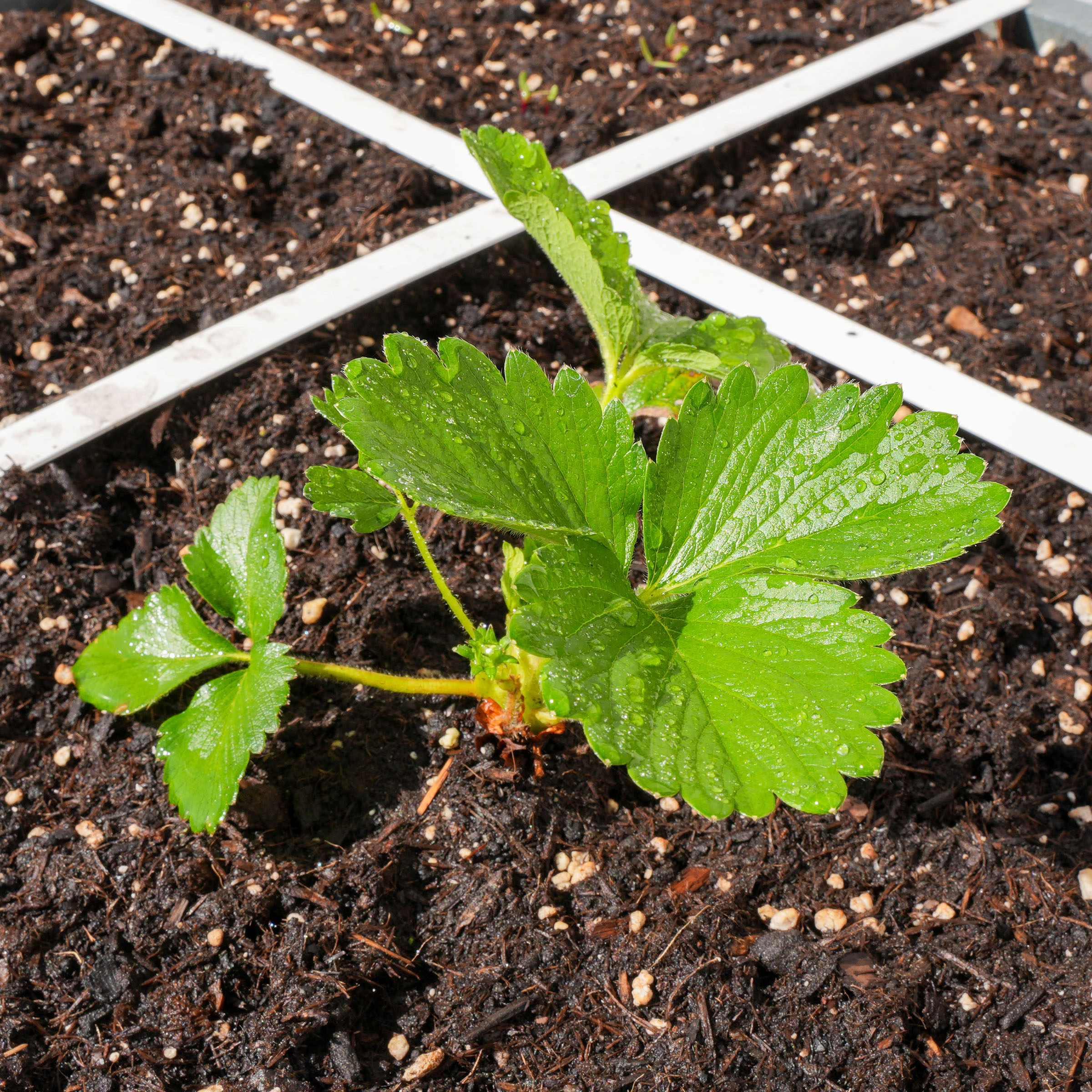 Net geplant aardbeienplantje. 