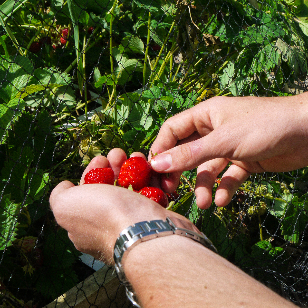 Met een net bescherm je je rijpe aardbeien tegen vogels