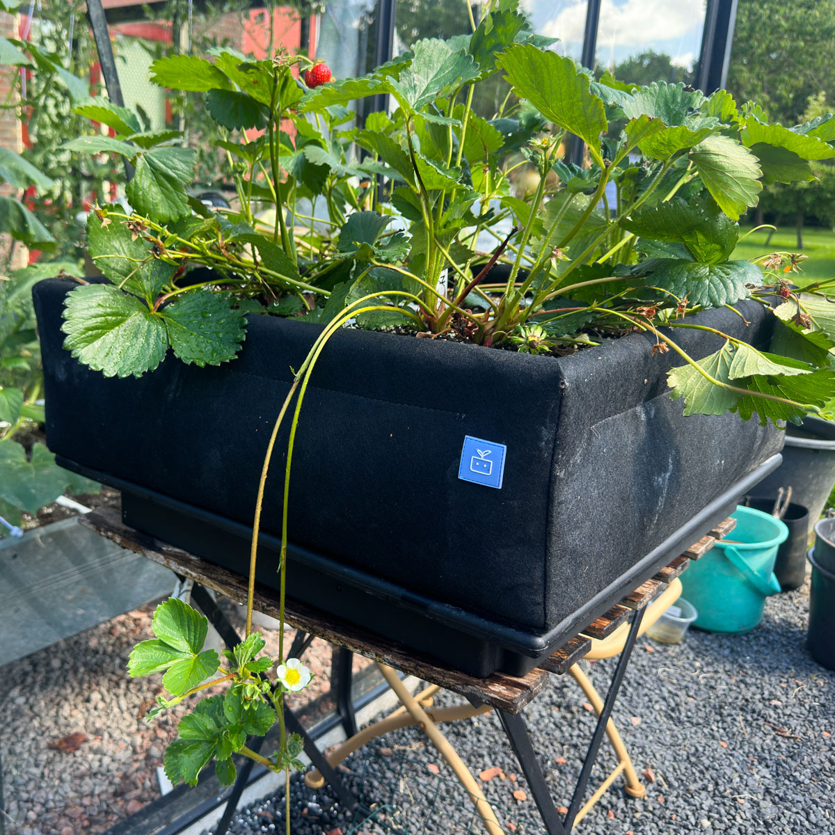 Aardbeien maken uitlopers waaraan jonge aardbeiplantjes groeien